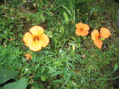 Papaver heterophyllum