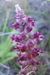 Lachenalia elegans