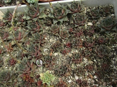 Echeveria purpusorum