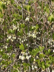 Enkianthus perulatus
