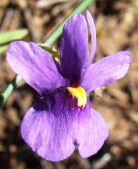Nemesia leipoldtii