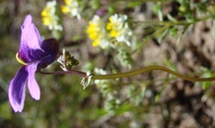 Nemesia leipoldtii