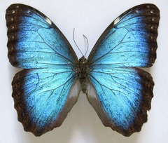 Morpho helenor narcissus