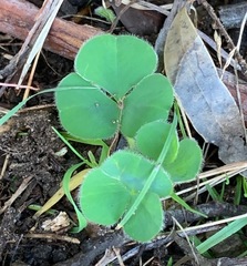 Oxalis purpurea