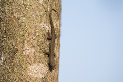 Hemidactylus leschenaultii