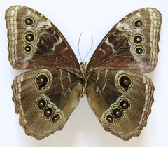 Morpho helenor narcissus