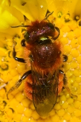 Osmia ferruginea