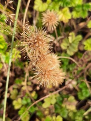 Acaena anserinifolia