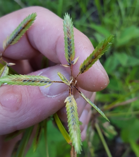 Cyperus compressus image