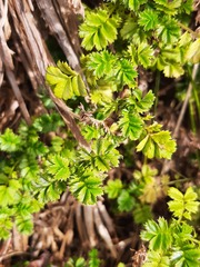 Acaena anserinifolia