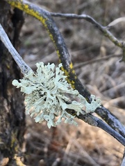 Ramalina obtusata