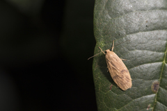 Teuloma tainebula