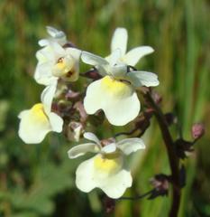 Nemesia leipoldtii