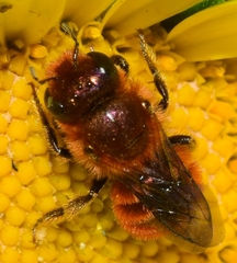 Osmia ferruginea