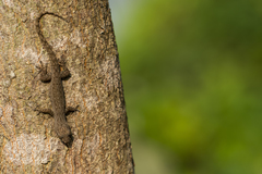 Hemidactylus leschenaultii