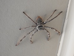 Holconia murrayensis