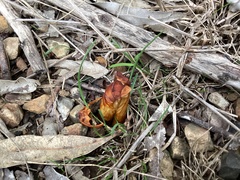 Abantiades atripalpis