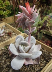 Echeveria laui