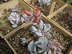 Echeveria laui