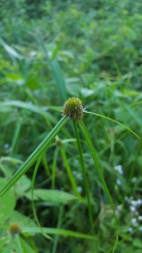 Kyllinga polyphylla image