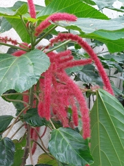 Acalypha hispida