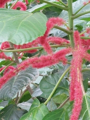 Acalypha hispida