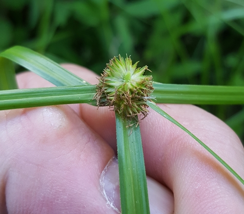 Kyllinga polyphylla image