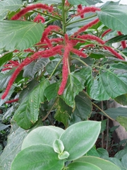 Acalypha hispida
