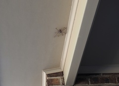 Holconia murrayensis