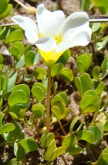 Oxalis dregei