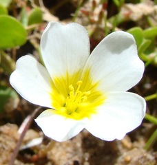 Oxalis dregei