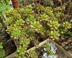 Aeonium sedifolium