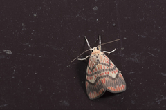 Barsine fuscozonata
