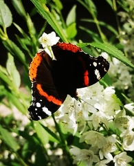 Vanessa atalanta