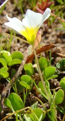 Oxalis dregei