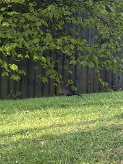 Turdus merula