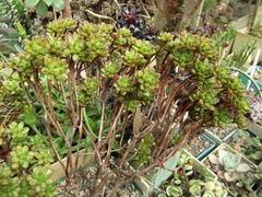 Aeonium sedifolium