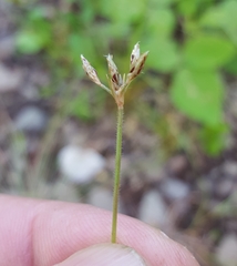 Bulbostylis hispidula