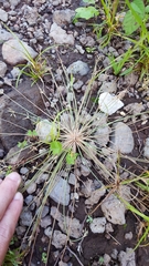 Bulbostylis hispidula