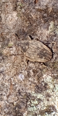 Psepholax sulcatus