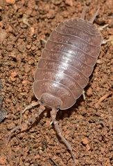Porcellio laevis