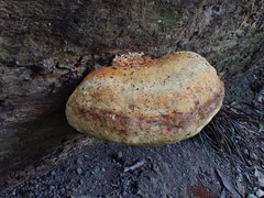 Piptoporus australiensis