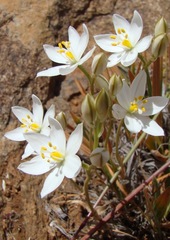 Ornithogalum hispidum