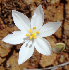 Ornithogalum hispidum