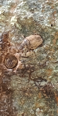Psepholax sulcatus
