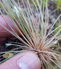 Bulbostylis hispidula