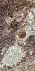 Psepholax sulcatus