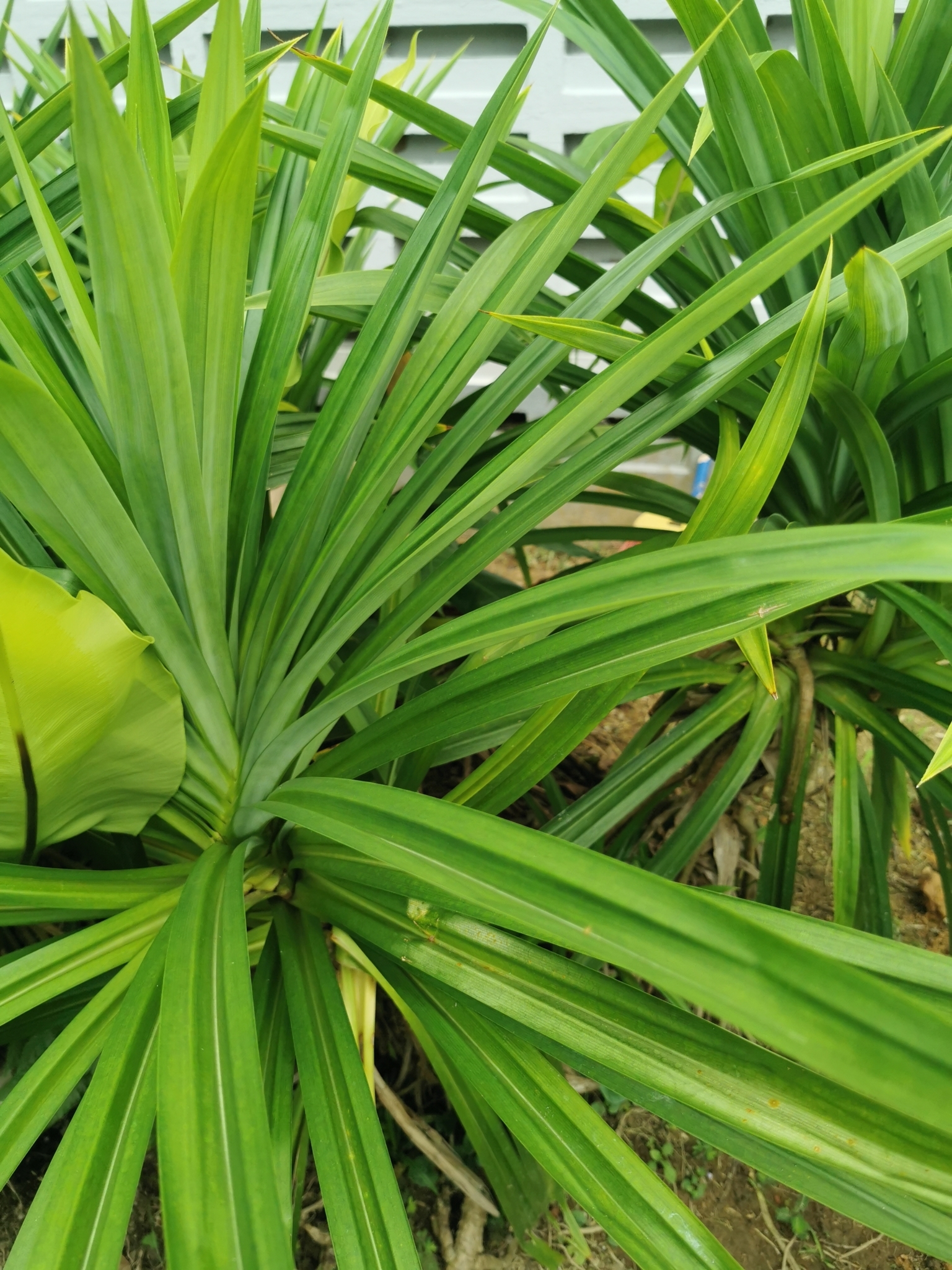 Pandanus Amaryllifolius Roxb. Ex Lindl.