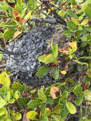 Crematogaster peringueyi