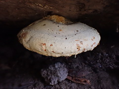 Piptoporus australiensis